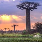 Fakta Tentang Madagaskar