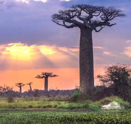 Fakta Tentang Madagaskar