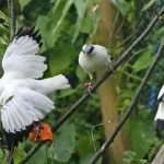 Panduan Wisata Taman Burung Bali, Menikmati Keindahan dan Interaksi dengan Burung-Burung Eksotis