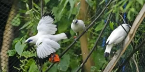 Panduan Wisata Taman Burung Bali, Menikmati Keindahan dan Interaksi dengan Burung-Burung Eksotis